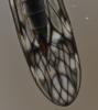 Tipula sp.
